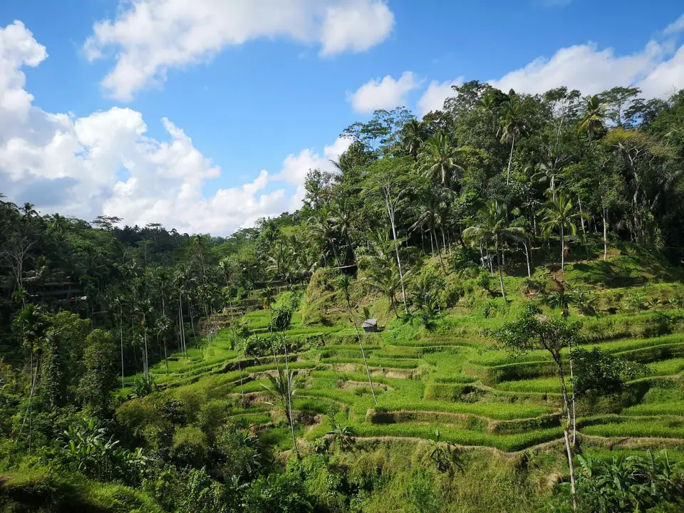 Tegallalang rice terraces