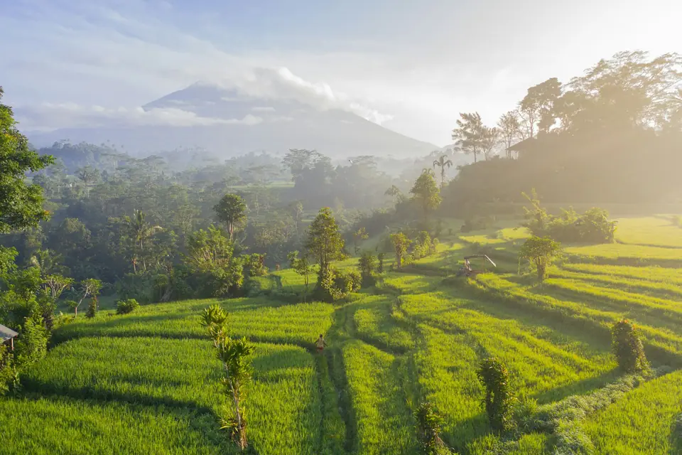 Morning mist over rice terraces in Bali