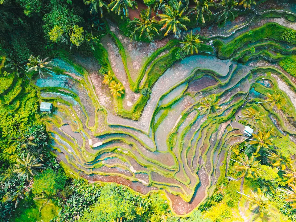 Aerial view of Bali rice terraces