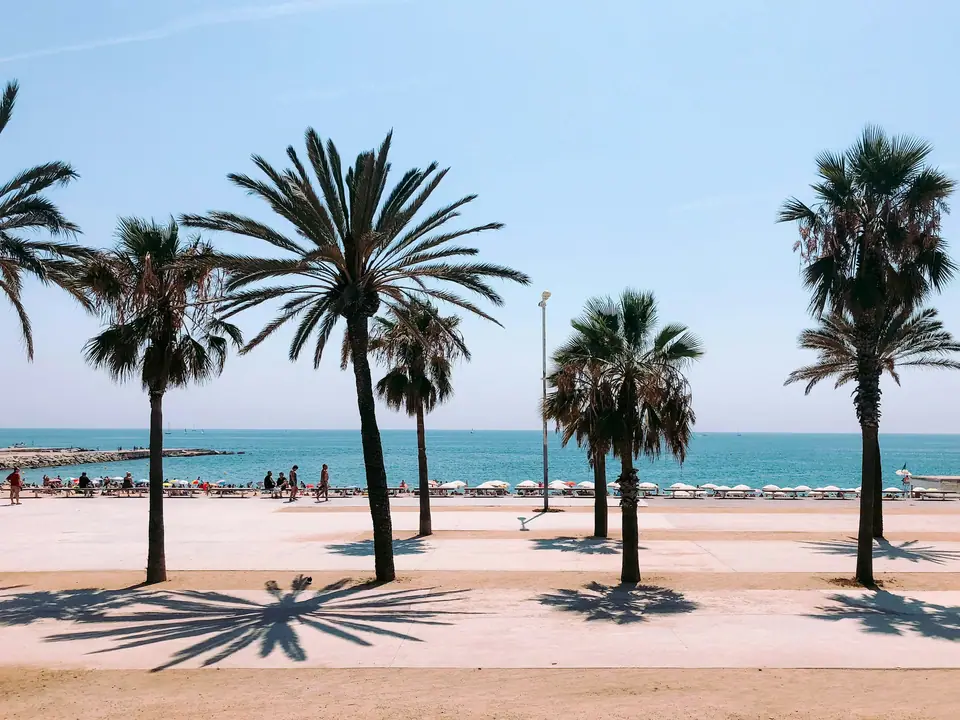 Palm trees along the beach promenade in Barcelona