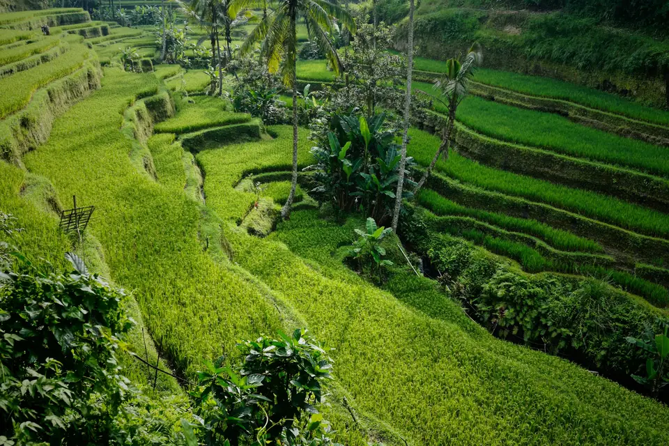 Green rice terraces near Ubud in Bali
