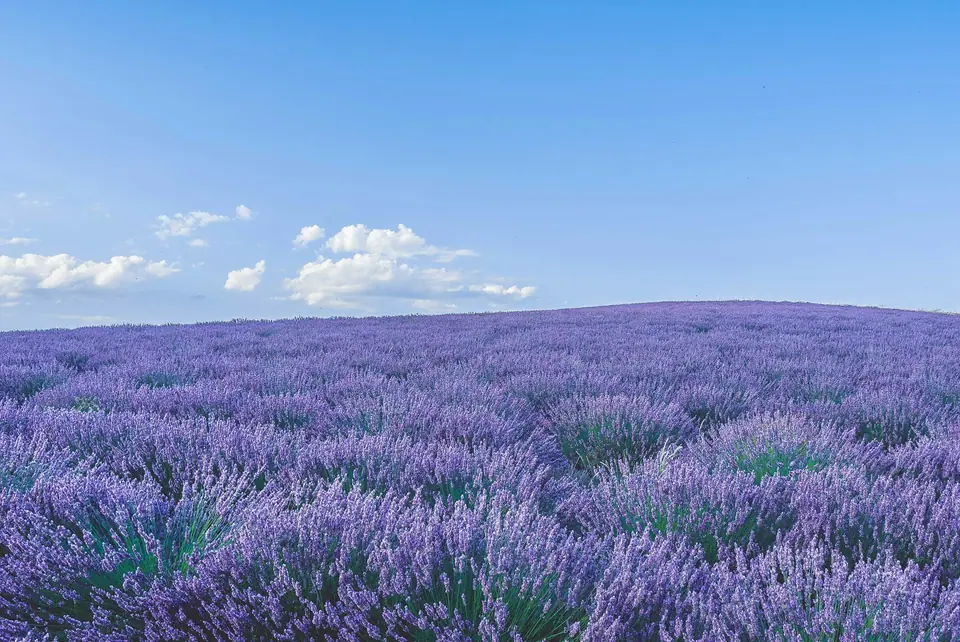 A Provence lavender field in full purple bloom, straight rows running toward a low stone farmhouse, with blue sky above