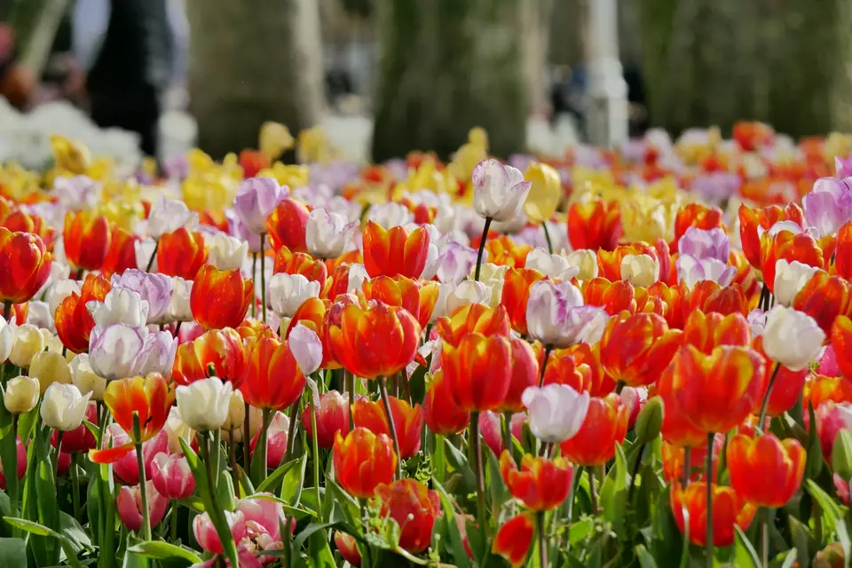 Tulips in bloom in an Istanbul park