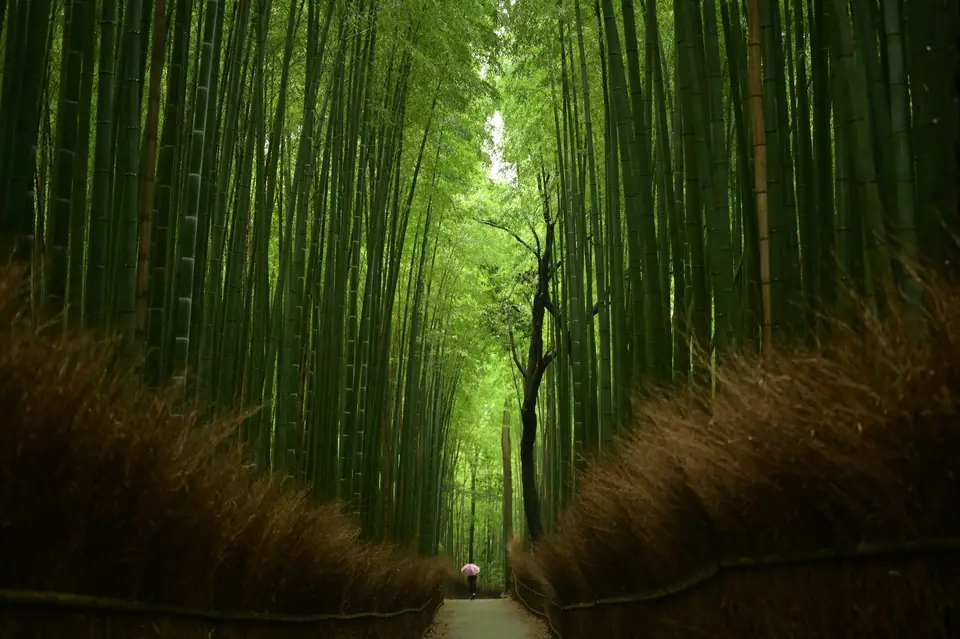 Path through the Arashiyama bamboo grove