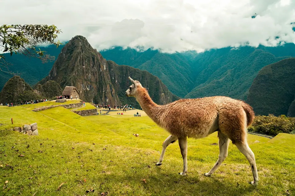 Llama grazing on the Machu Picchu terraces