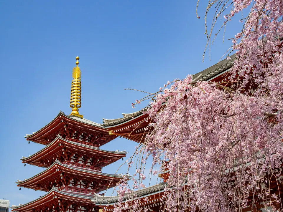 Five-storey pagoda at Senso-ji framed by cherry blossoms