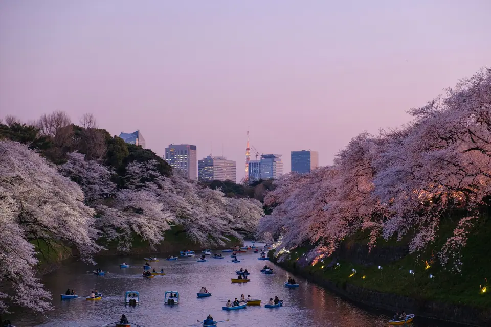 Cherry blossoms over the moat at Chidorigafuchi with rowing boats